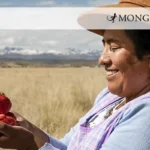 Día de la Tierra: Mujeres usan sistema de bombeo solar para producir fresas en las alturas del Cusco