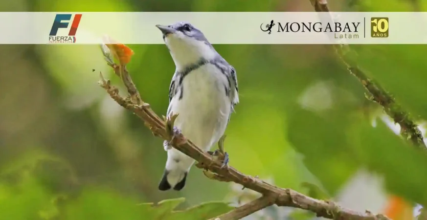 Reinita cerúlea (Setophaga cerulea) macho fotografiado en Costa Rica. Foto: cortesía Asociación Ambiental Cerúlea